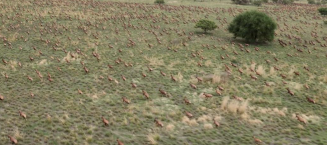 Çox az adamın görə bildiyi mənzərə: 6 milyon antilopun köçü (FOTO)