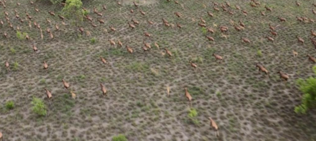 Çox az adamın görə bildiyi mənzərə: 6 milyon antilopun köçü (FOTO)