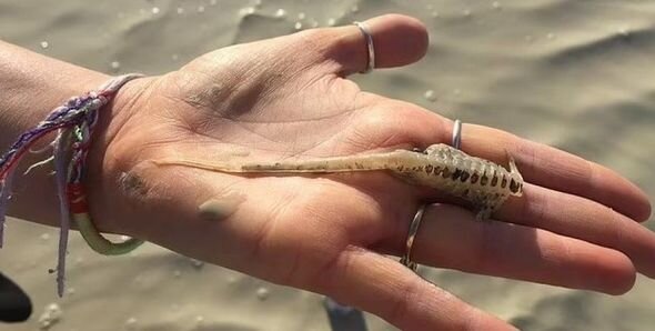 Öz saatlarını gözləyirdilər: Fəlakət yüzlərlə üçgözlü dinozavr-krevetini oyandırdı - FOTO