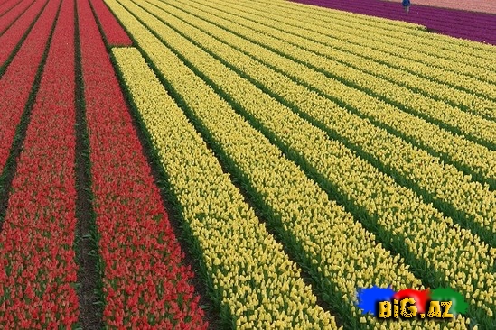 Ən bahalı güllər