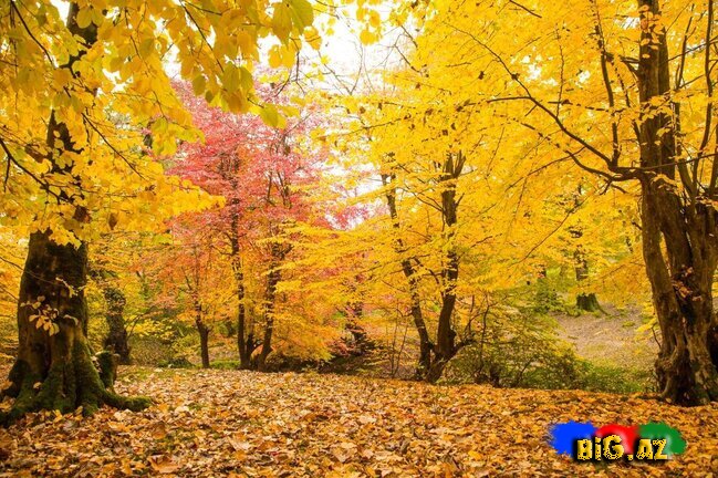 Lənkəranın zəfər ətirli qızılı payızından FOTOREPORTAJ