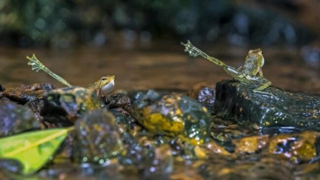 Bu qurbağanın gülməli 