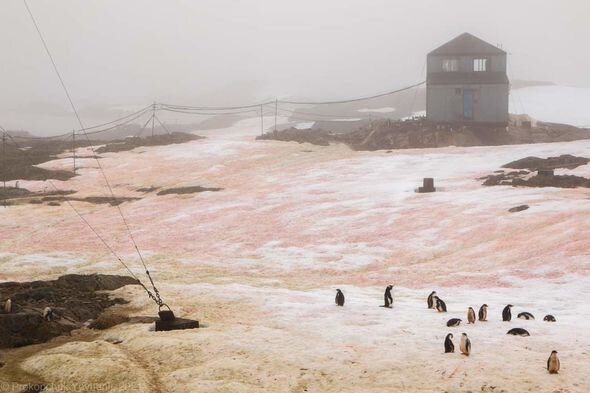 Antarktida "qanlı" qar örtüyünə bürünüb - FOTO