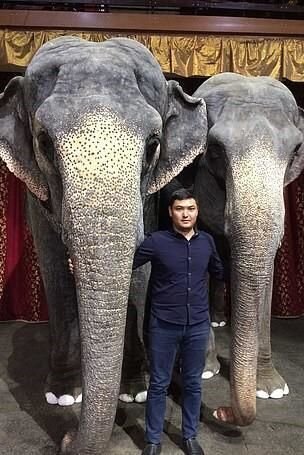 Sirk əməkdaşının belini sındıran fil barədə QƏRAR VERİLDİ - FOTO