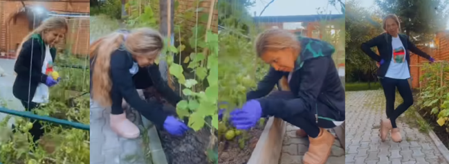 Rəqsanə pomidor-xiyar əkdi - Bostandan VİDEO