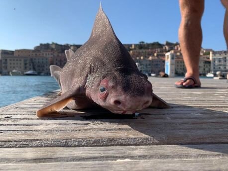 Bu köpəkbalığı donuza oxşayır - FOTO