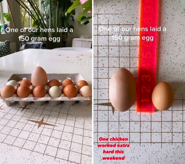 Nəhəng yumurtanın içindən GÖRÜN NƏ ÇIXDI - FOTO-VİDEO