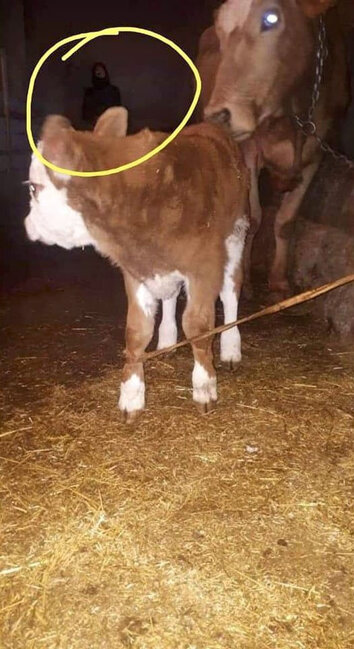 Bu şəkil hər kəsi qorxutdu - FOTOLAR