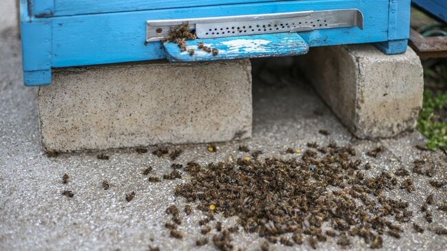 Arılar kütləvi şəkildə ölür - DÜNYANIN SONU YAXINLAŞIR - VİDEO