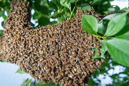40 min qatil arı insanlara HÜCUM ETDİ - FOTO