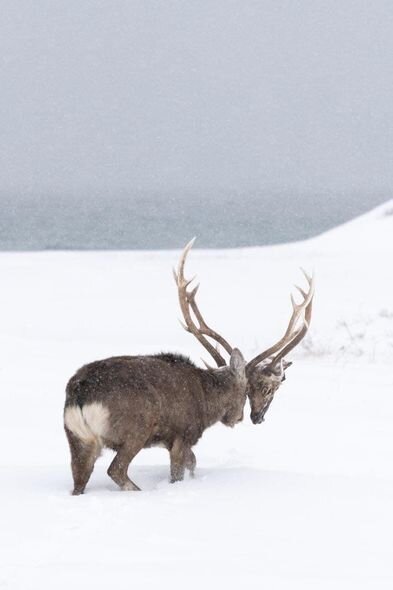 ŞOK: Maral rəqibinin başını QOPARDI - FOTO-VİDEO