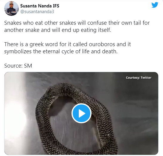 Özünü yeməyə çalışan ilan görənləri ŞOKA SALDI - VİDEO