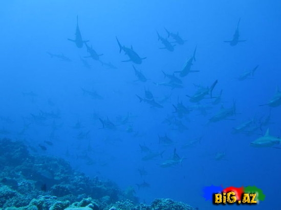 Təbiətin ən gözəl mənzərəsi. Heyvanların köçü - FOTO