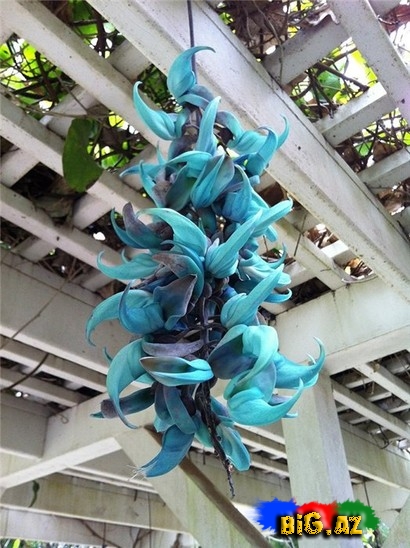 Ən bahalı güllər