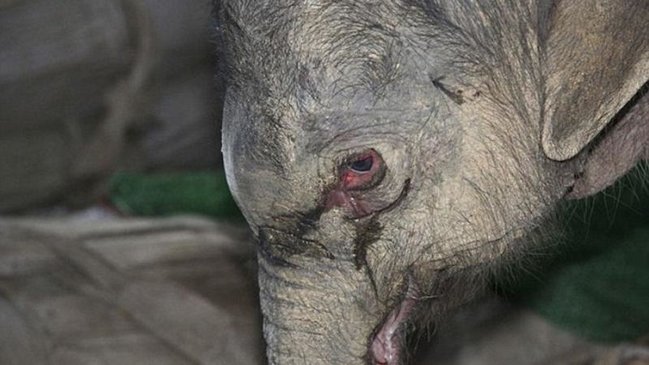 Doğulandan sonra anasının istəmədiyi fil balası 5 saat ağladı - VİDEO