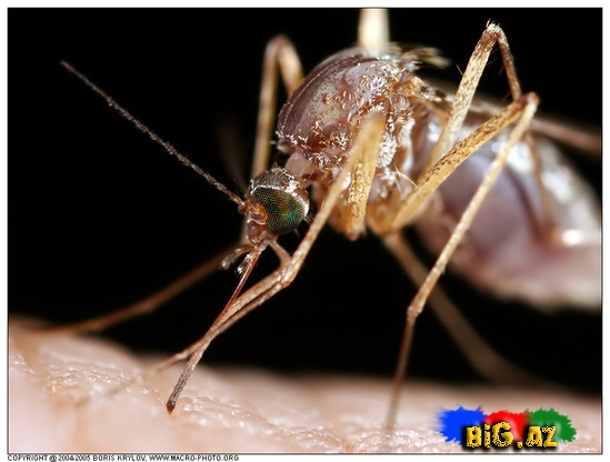 Onun 100 gözü, 3 ürəyi var…