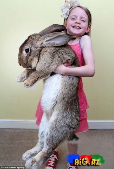 Bu dovşan it boydadır - FOTO