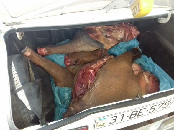 Avtomobilin yük yerindən at əti aşkarlandı - FOTO