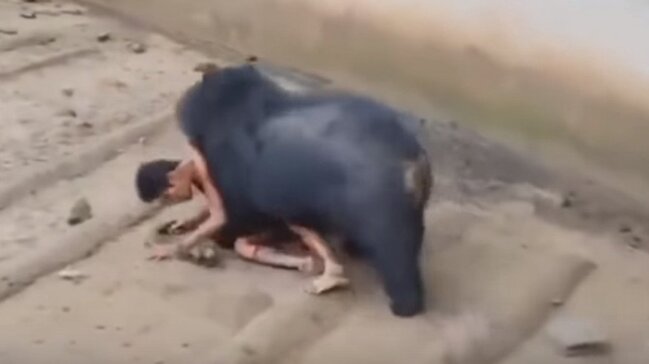 Ayı qəfəsə girən oğlanı belə parçaladı - ÜRƏYİ ZƏİF OLANLAR BAXMASIN (+18 fotolar)