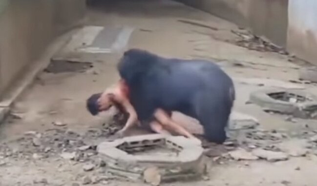 Ayı qəfəsə girən oğlanı belə parçaladı - ÜRƏYİ ZƏİF OLANLAR BAXMASIN (+18 fotolar)