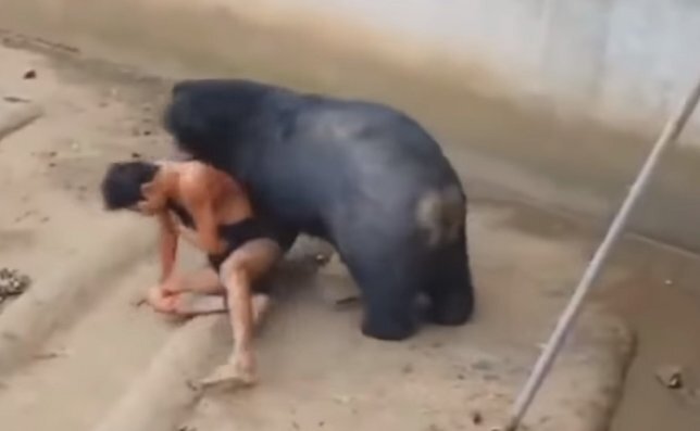 Ayı qəfəsə girən oğlanı belə parçaladı - ÜRƏYİ ZƏİF OLANLAR BAXMASIN (+18 fotolar)