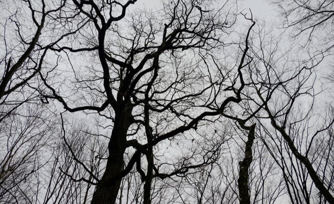 Çoban 200 qoyunu ilə yoxa çıxdı, həmin yer UNO-lara məskən oldu - Fotolar