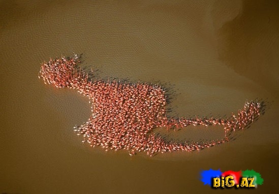 Təbiətin ən gözəl mənzərəsi. Heyvanların köçü - FOTO