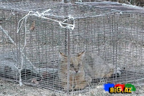 Göyçayda vəhşi çöl pişiyi tutulub - FOTO