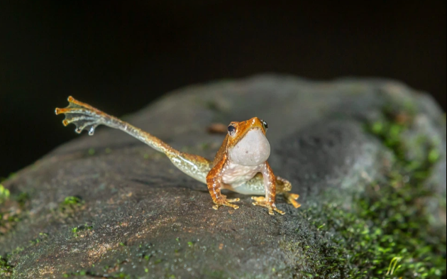 Bu qurbağanın gülməli 