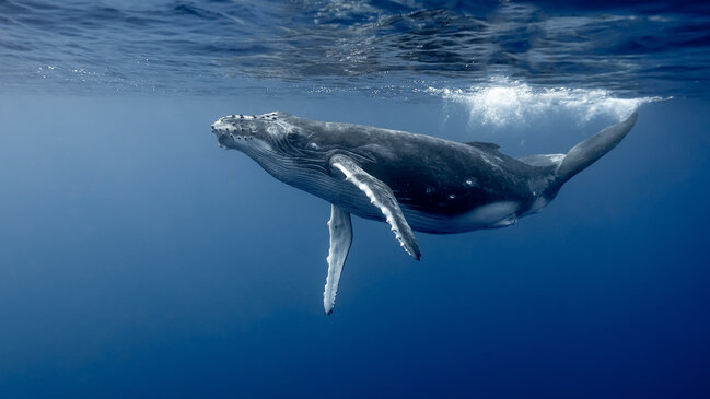 Dünyanın ən ağıllı 10 heyvanı: Onların zəkası bəzən insanı belə üstələyir (FOTO)