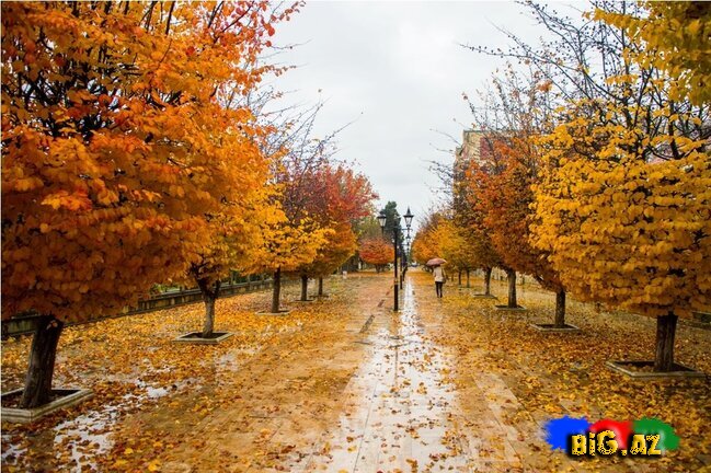 Lənkəranın zəfər ətirli qızılı payızından FOTOREPORTAJ