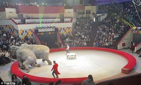 Sirk əməkdaşının belini sındıran fil barədə QƏRAR VERİLDİ - FOTO