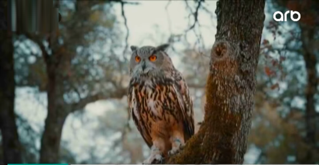 "Bayquşu qovduq, əmimlə nənəm rəhmətə getdi"- Batil inanclar – VİDEO