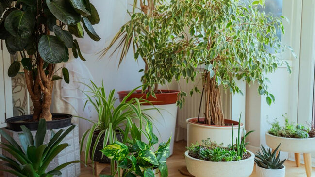 Ev bitkiləri isti hissini azaldır və havanı təmizləyir