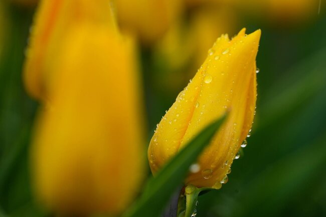 Bulvarda güllərin rəng festivalı... - Fotolar