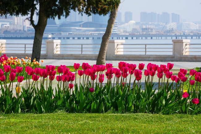 Bulvarda güllərin rəng festivalı... - Fotolar