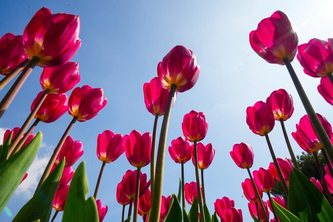 Bulvarda güllərin rəng festivalı... - Fotolar