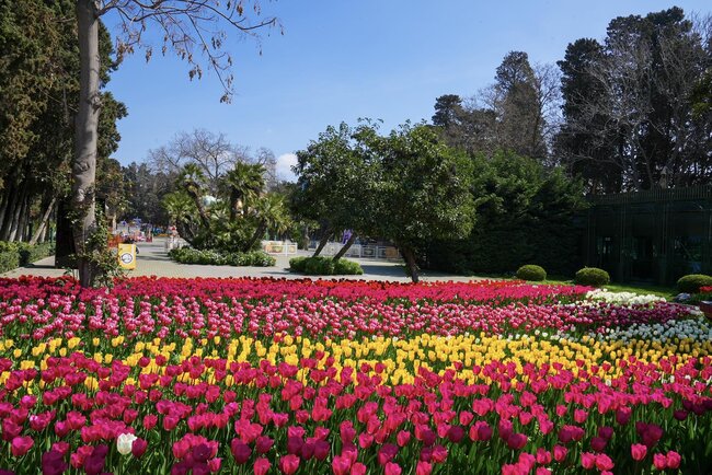 Bulvarda güllərin rəng festivalı... - Fotolar