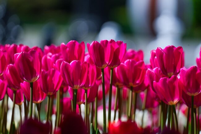 Bulvarda güllərin rəng festivalı... - Fotolar