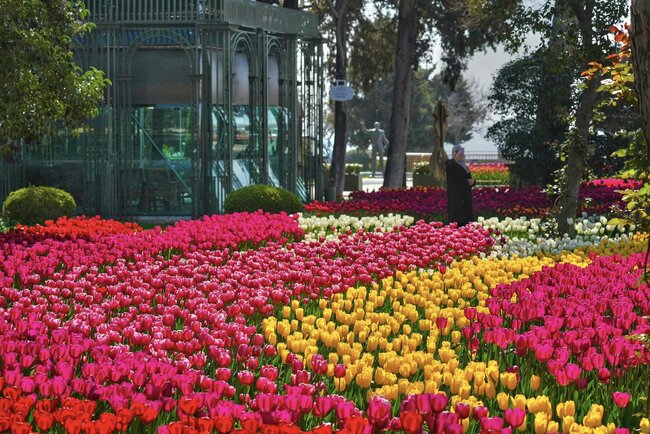 Bulvarda güllərin rəng festivalı... - Fotolar