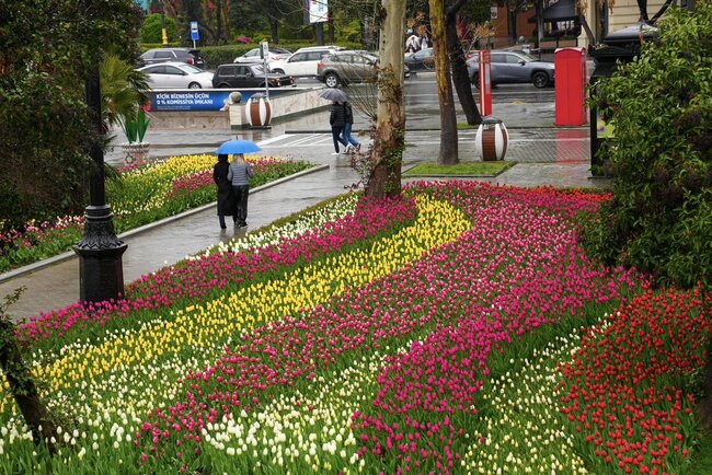 Bulvarda güllərin rəng festivalı... - Fotolar