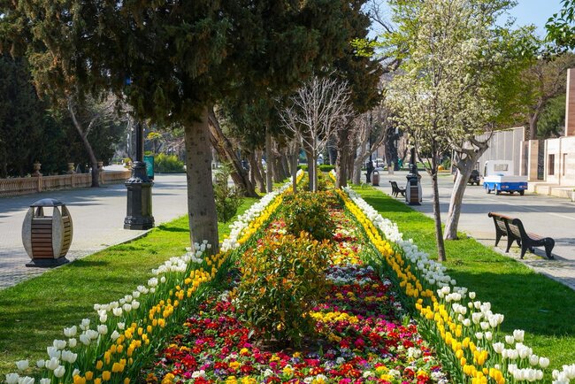 Bulvarda güllərin rəng festivalı... - Fotolar