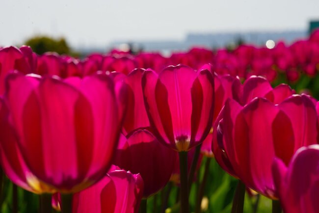 Bulvarda güllərin rəng festivalı... - Fotolar