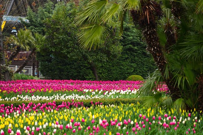 Bulvarda güllərin rəng festivalı... - Fotolar