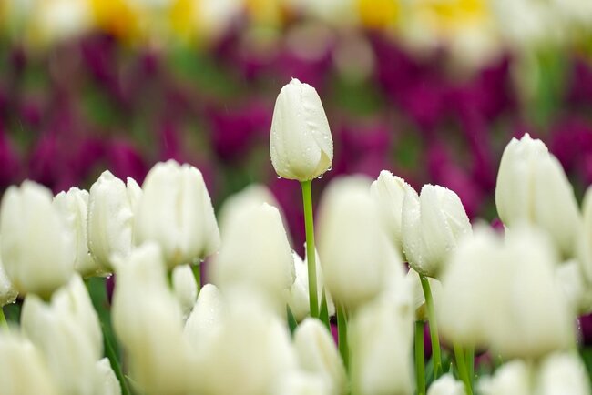 Bulvarda güllərin rəng festivalı... - Fotolar