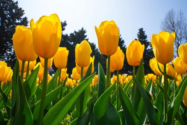 Bulvarda güllərin rəng festivalı... - Fotolar