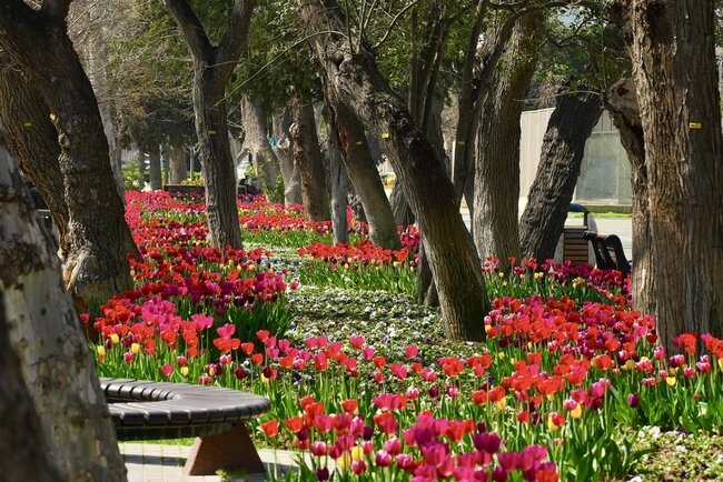 Bulvarda güllərin rəng festivalı... - Fotolar