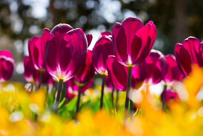 Bulvarda güllərin rəng festivalı... - Fotolar