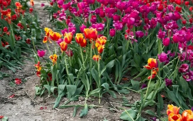 Bulvarda gülləri əzən 10 nəfər polisə çağırıldı