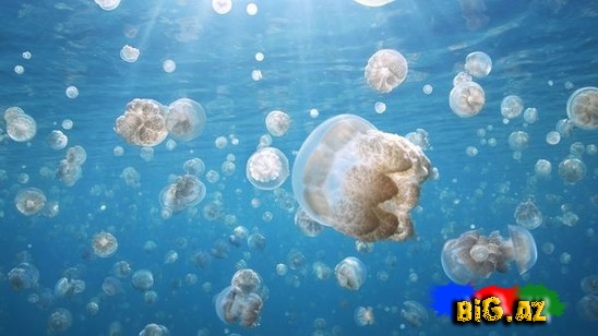 Təbiətin ən gözəl mənzərəsi. Heyvanların köçü - FOTO